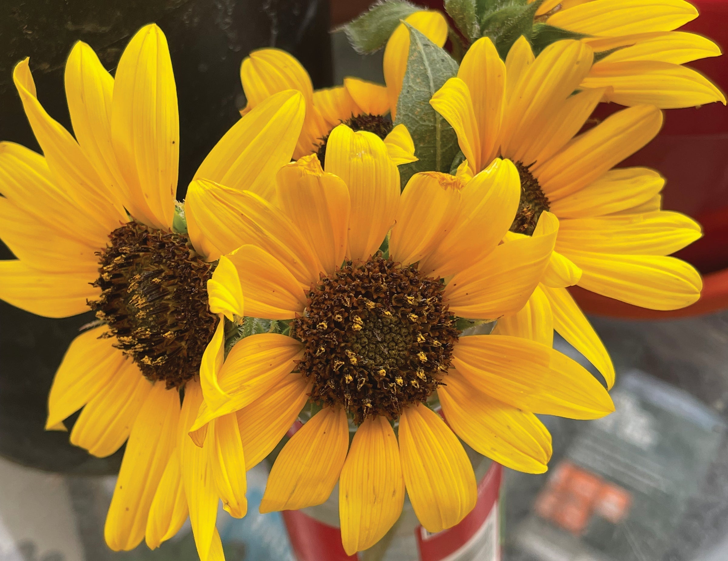 Sunflowers Provide a “Crop” Ton of Medicinal Benefits